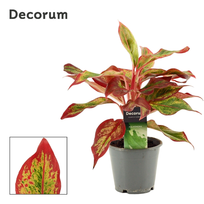 Aglaonema Red Fire 12 cm (Decorum)