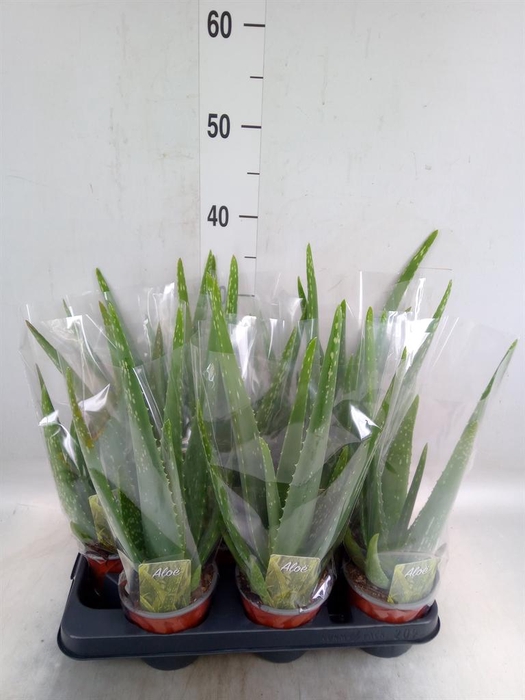 <h4>Aloe vera</h4>