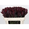 Leucadendron Saf Sunset Dark R.