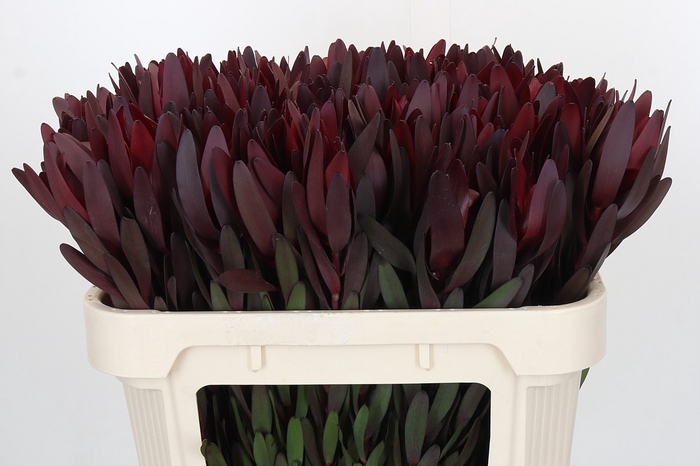 <h4>Leucadendron Saf Sunset Dark R.</h4>