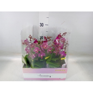 Phalaenopsis multi.   ...lilac