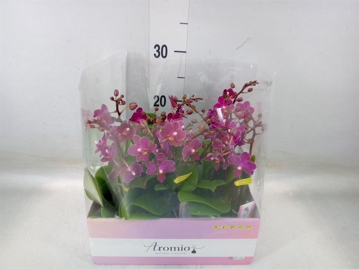 <h4>Phalaenopsis multi. ...lilac</h4>