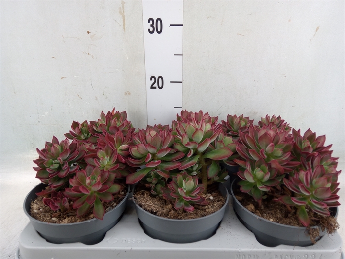 <h4>Echeveria pulvinata 'Devotion'</h4>