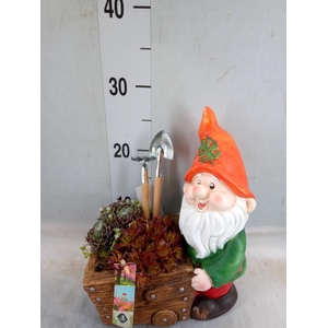 Arr.  Sempervivum L%