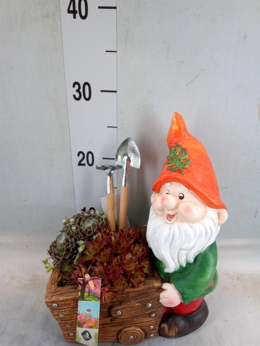 <h4>Arr.  Sempervivum L%</h4>