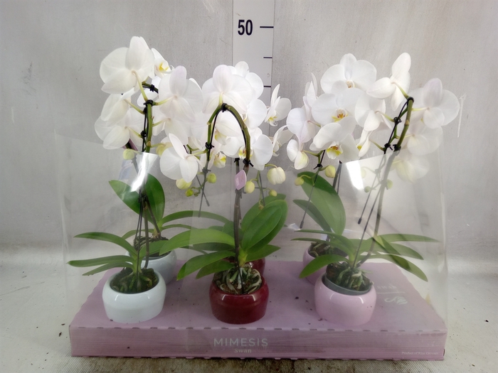 <h4>Phalaenopsis   ...white</h4>