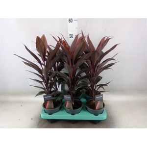 Cordyline fruti. 'Tango'