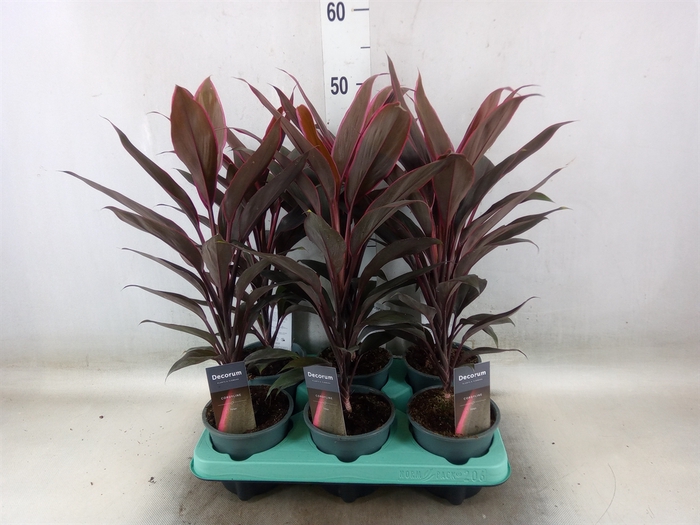 <h4>Cordyline fruti. 'Tango'</h4>