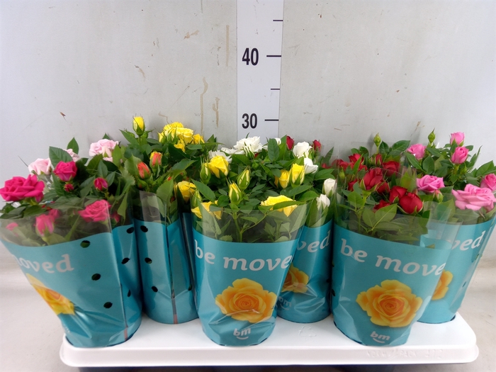 <h4>Rosa  'Beau Monde'   ...mix</h4>