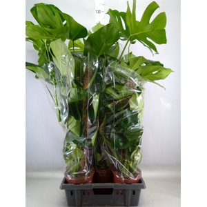 Monstera delic.
