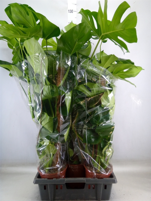 <h4>Monstera delic.</h4>