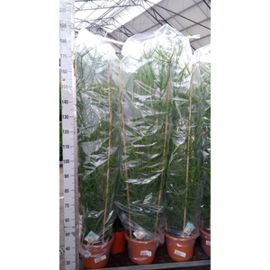 Euphorbia tirucalli