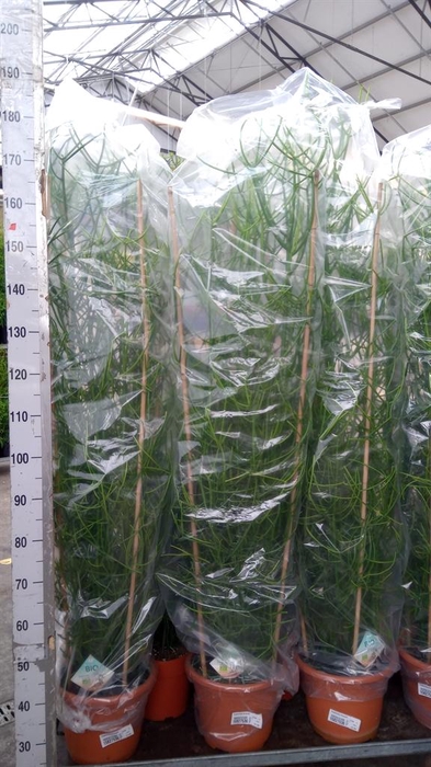 <h4>Euphorbia tirucalli</h4>