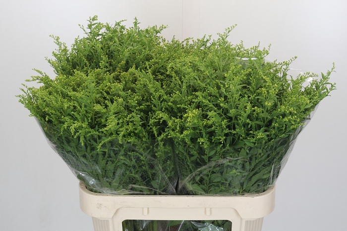 <h4>Solidago Golden Glory</h4>