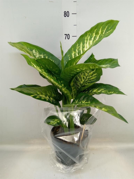 <h4>Dieffenbachia seg. 'Reeva'</h4>