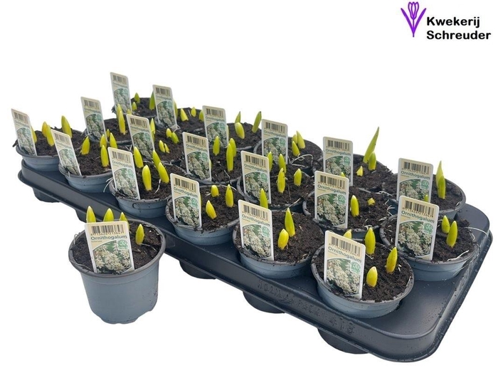 <h4>ORNIT BALANSAE</h4>