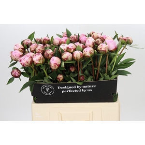 Paeonia Sarah Bernhardt Ongeplozen