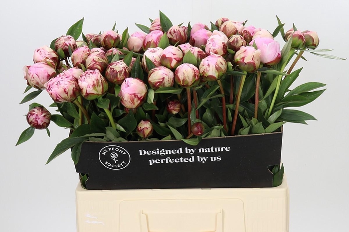 Paeonia Sarah Bernhardt Ongeplozen