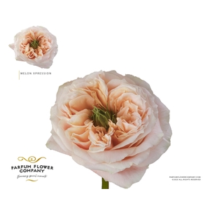 Rosa Garden Melon Xpression
