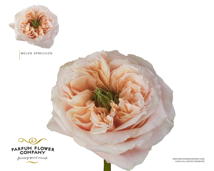 <h4>Rosa Garden Melon Xpression</h4>