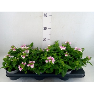 Verbena  'Lanai Pink Twister'