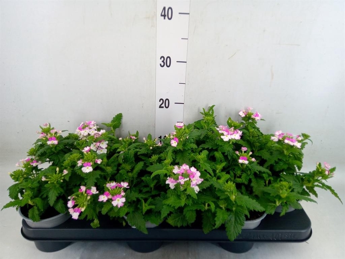 <h4>Verbena  'Lanai Pink Twister'</h4>