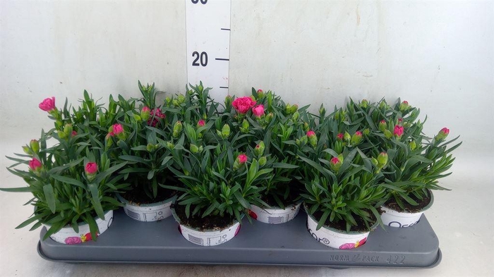 <h4>Dianthus  'Oscar Purple Wings'</h4>