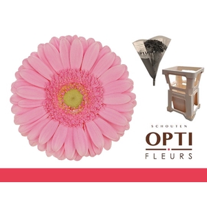 Gerbera Glossy Water