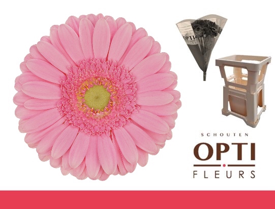 <h4>GE GR GLOSSY-Water hoes ongelijk</h4>