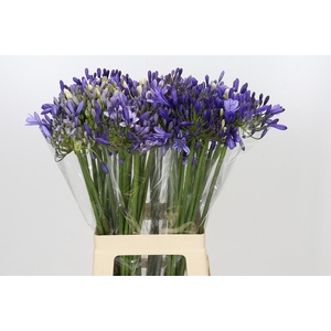 Agapanthus Mix