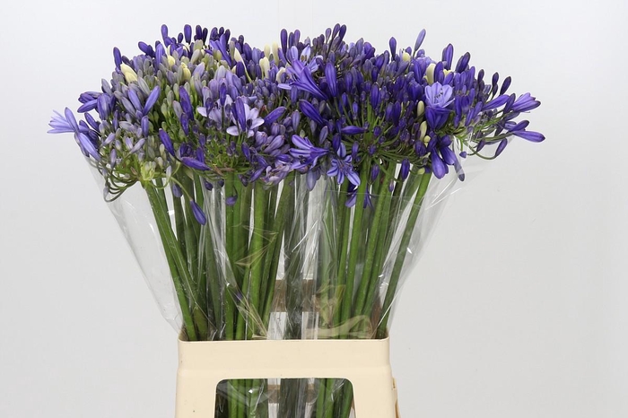 <h4>Agapanthus Mix</h4>