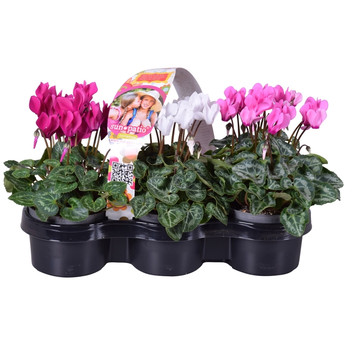 Cycl Patio  Sunpatio 3-pack