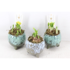 arr4 Narcis FL - Green flavour