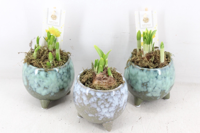 <h4>arr4 Narcis FL - Green flavour</h4>