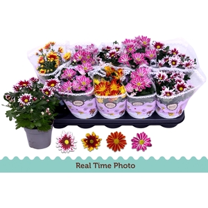 CHRYS GEM 2 KL BLOEM