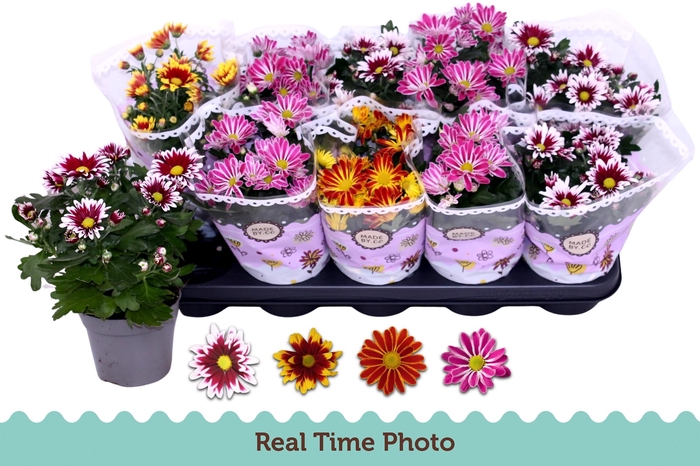 <h4>CHRYS GEM 2 KL BLOEM</h4>