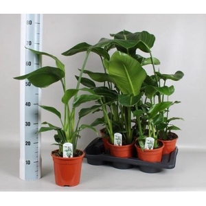 STRELITZIA NICOLAI