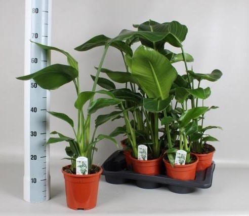 <h4>STRELITZIA NICOLAI</h4>