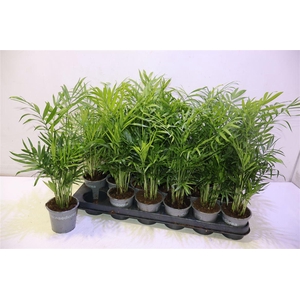 Chamaed Elegans