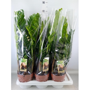 Zamioculcas zamiifolia