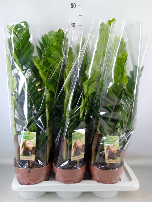 <h4>Zamioculcas zamiifolia</h4>