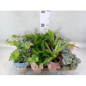 Arr.   Kamerplant Groen L%