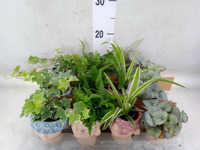 <h4>Arr.   Kamerplant Groen L%</h4>