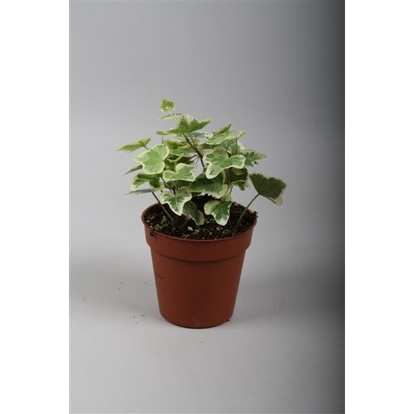 <h4>Hedera helix White Wonder</h4>