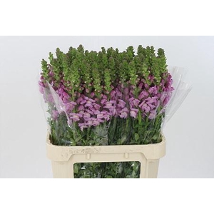 Antir Mary Lavender It.