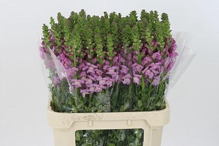 <h4>Antir Mary Lavender It.</h4>