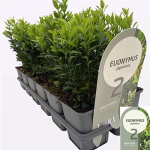 Euonymus Ja Gr Spire