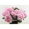 Hydr M Lollypop Pink 60-18