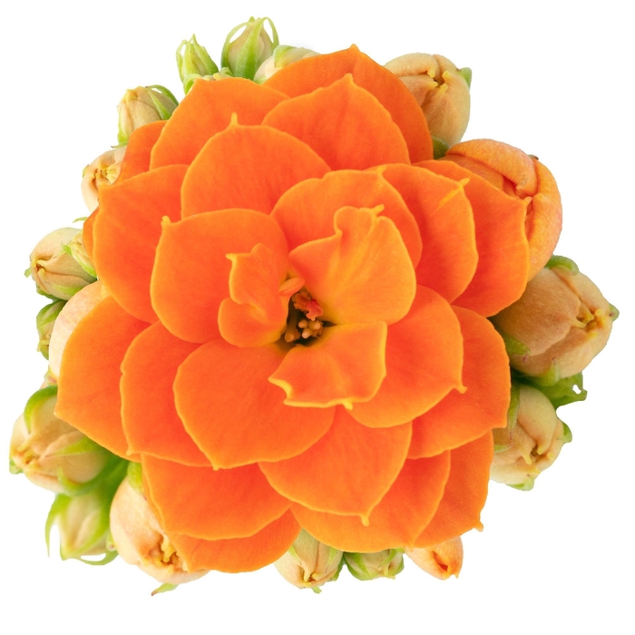 <h4>KALAN CALAN LUIJK AGNES P9</h4>