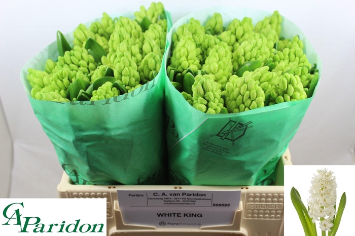 <h4>HYAC WHITE KING</h4>